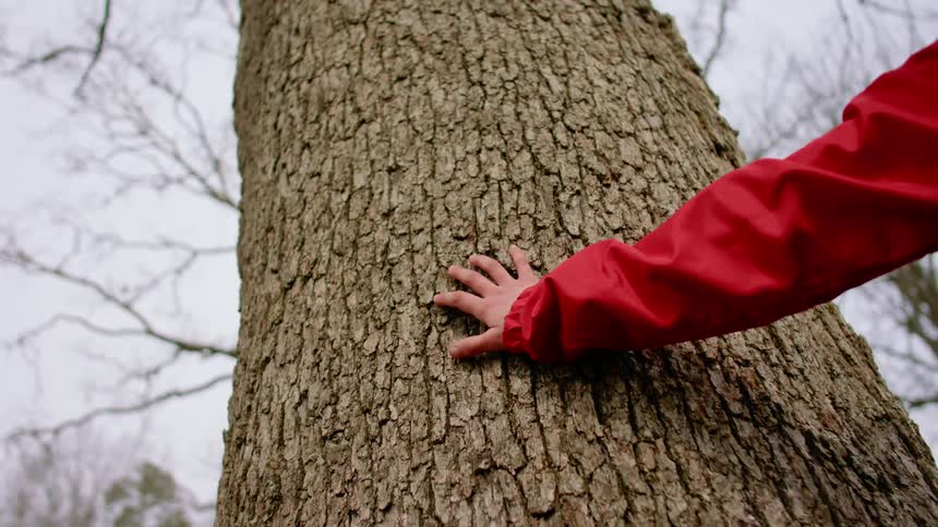 Girl wearing a red coat touches a tree trunk in the forest on a cold winter day