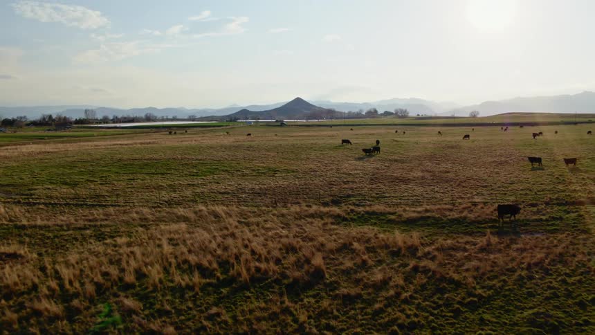 A wide open grassy field has a number of cows grazing on it