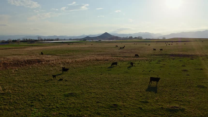 Aerial view of cows in a pasture with a car driving past in the far off distance