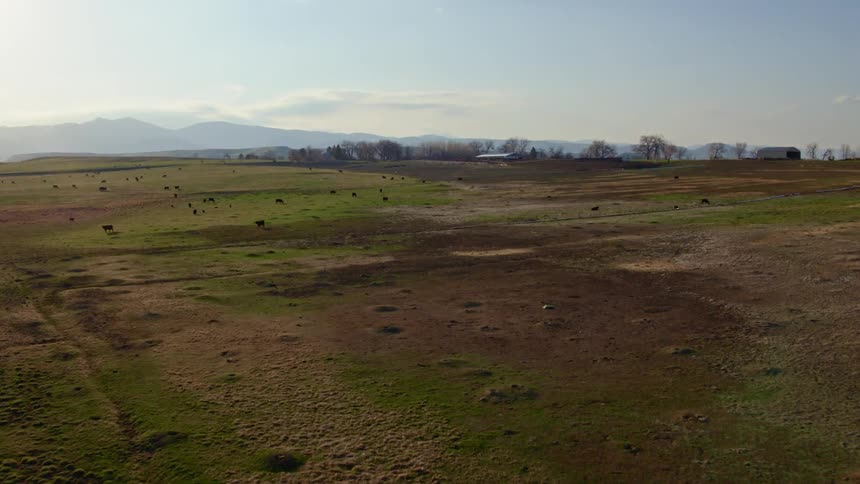 Aerial view of cows on a pasture on a farm