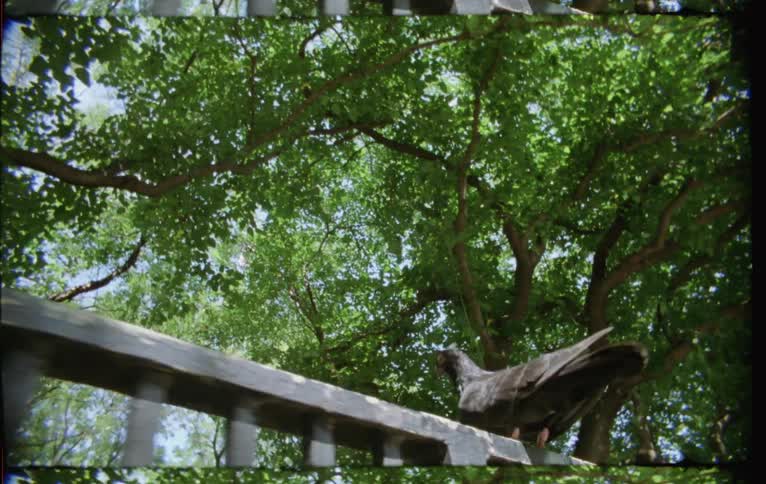 A bird sitting on a handrail takes flight as the camera approaches