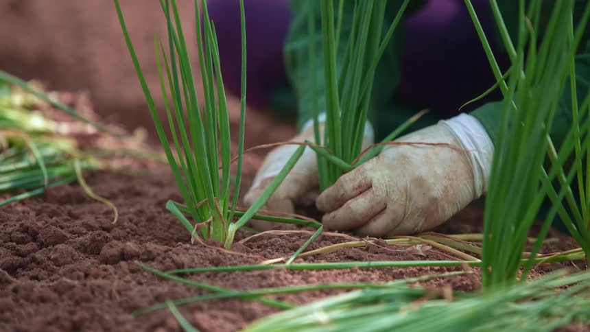 A person plants in their garden