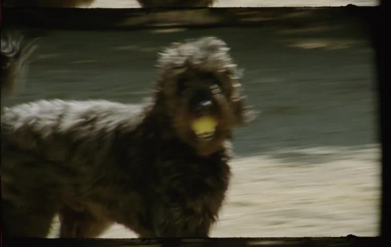 A small dog carries a ball in its mouth as it walks across an outdoor area where people are holding an event