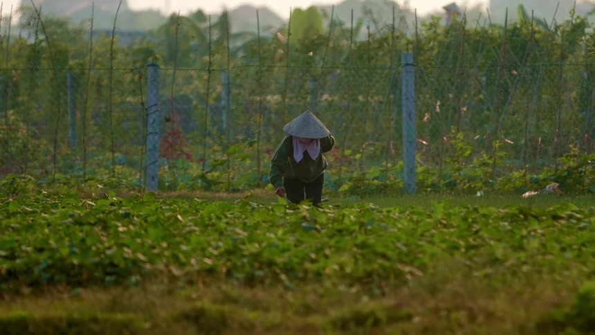 A woman works in her garden as others bike by