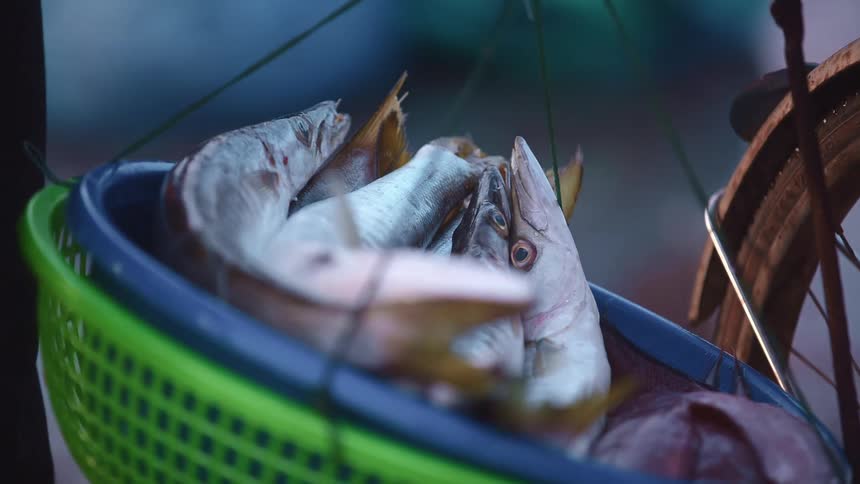 A man lifts a basket of fish off of his bike