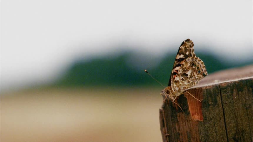 A butterfly on a tree stump