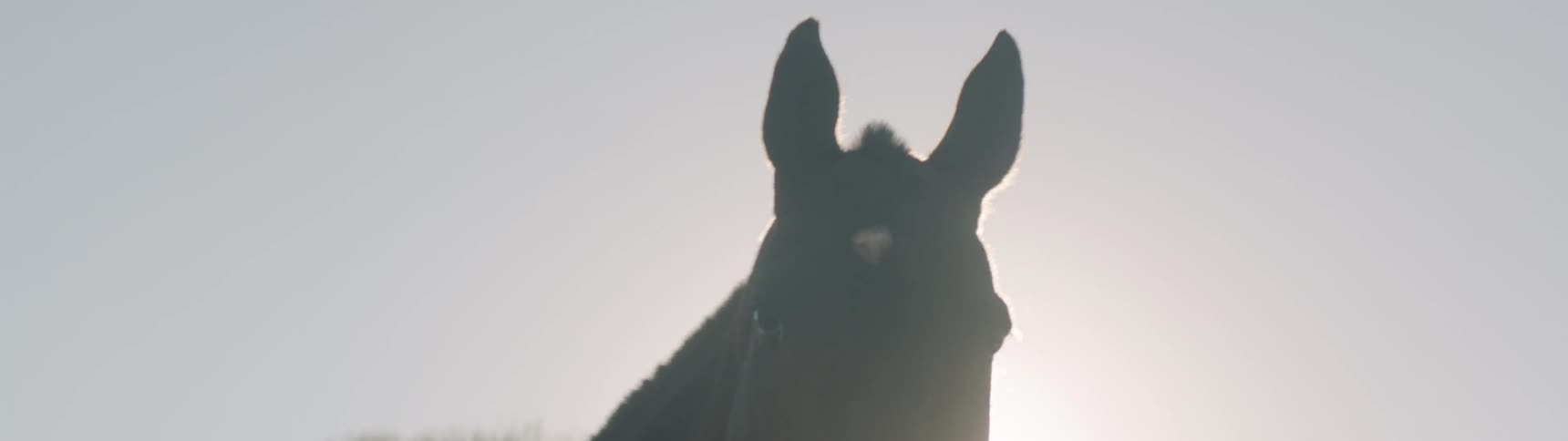 A horse looks around while poking its head over a wooden fence on a sunny day