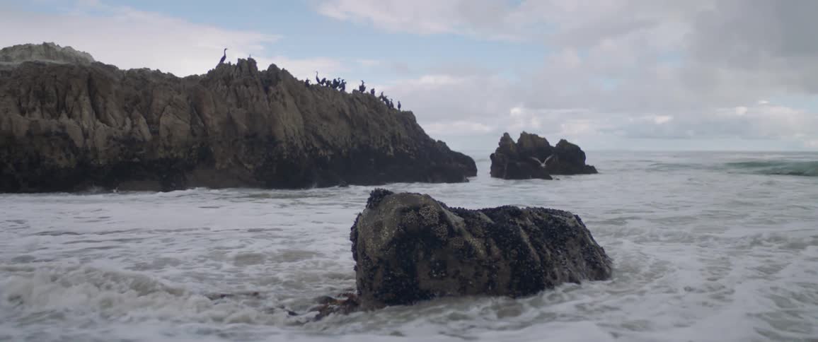Waves crash on a beach and scare a seagull away