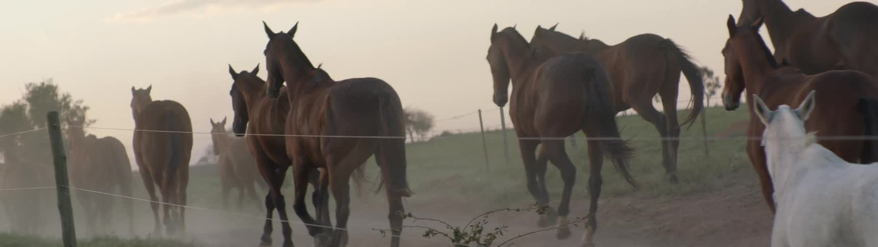 Men riding horses herd horses between two barbed wire encircled pastures