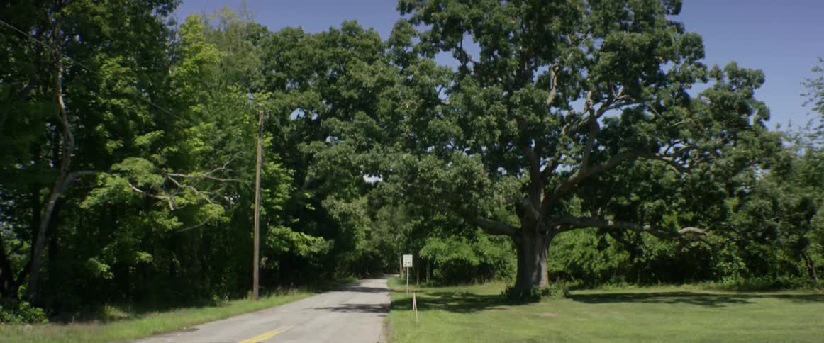 Trees and a clear sky with a country road