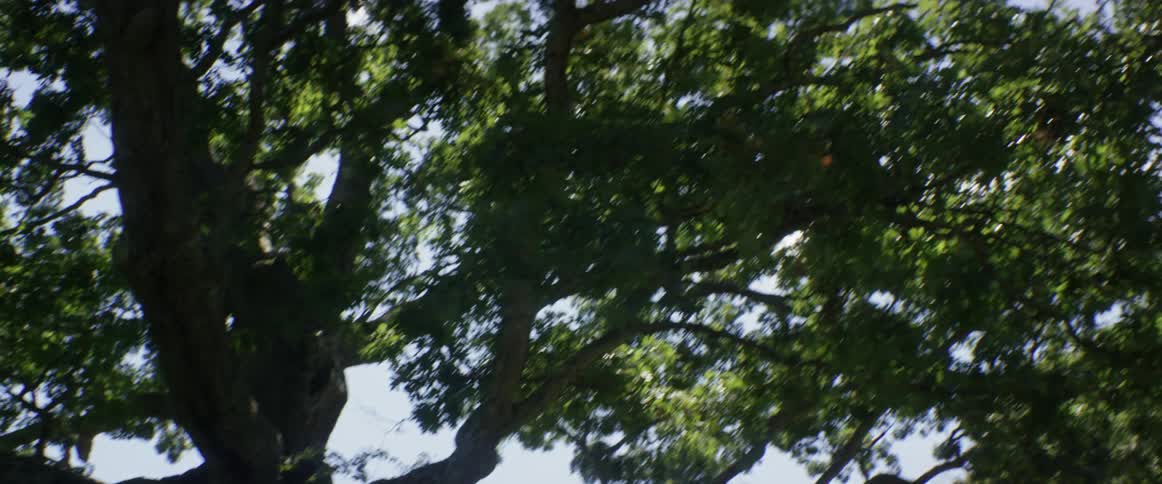 A panning view of a big tree highlighted against a blue sky