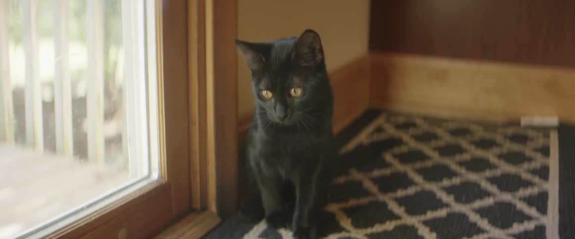 A black cat sits near a window during the day