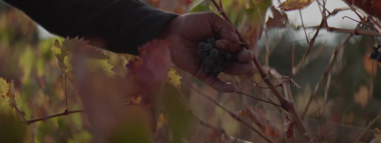 Close up of a hand picking up a bunch of grapes from the vine