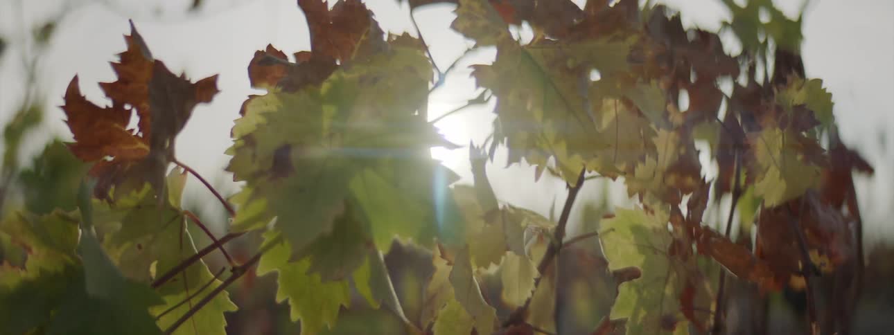 The sun shining down on maple leaves on a tree