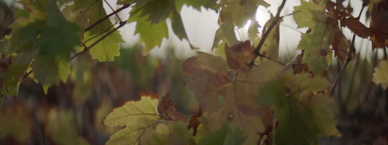 Sunlight shines on fall foliage on a tree branch