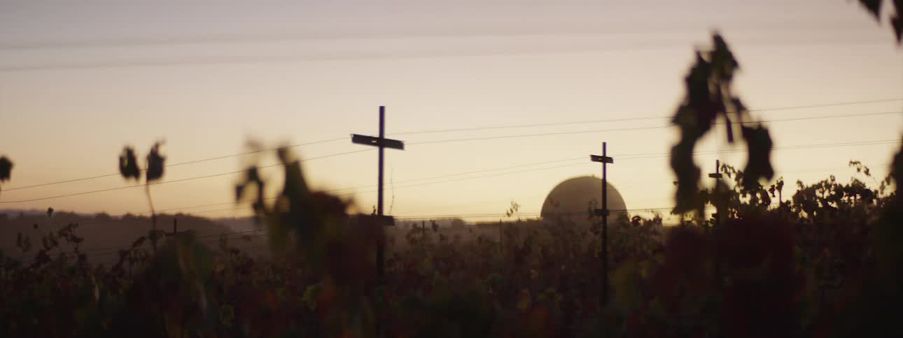 A domed building looms on the distant side of a field of tall plants in the evening