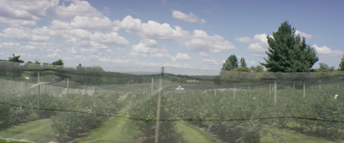 Passing a farm with small trees and workers tending them