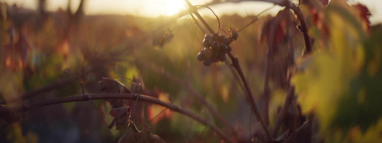 A vine with red grapes and leaves with the sky and the sun in the background