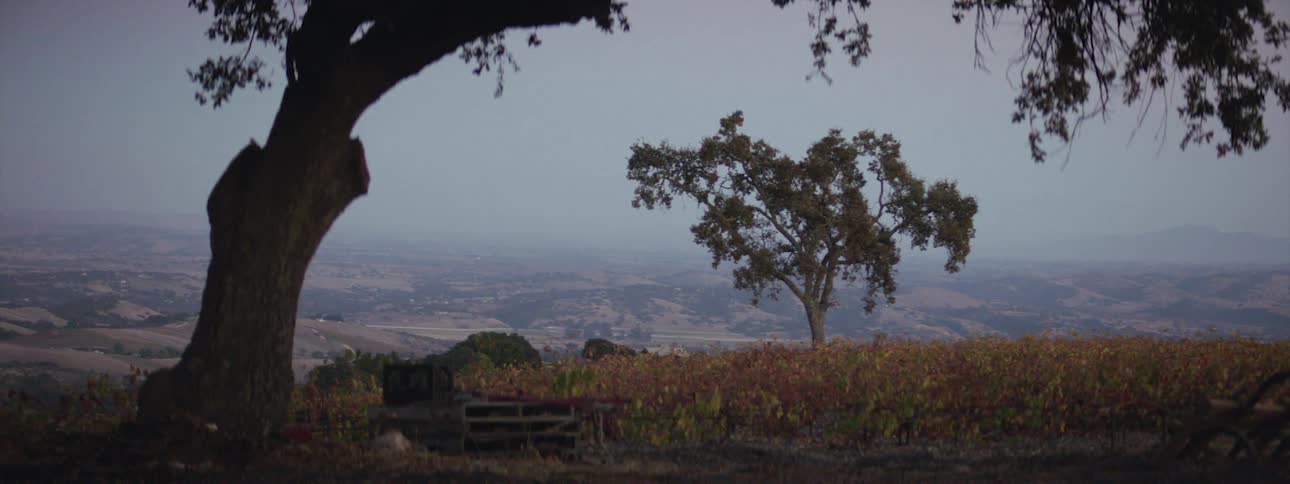 A view of a grassland area is displayed