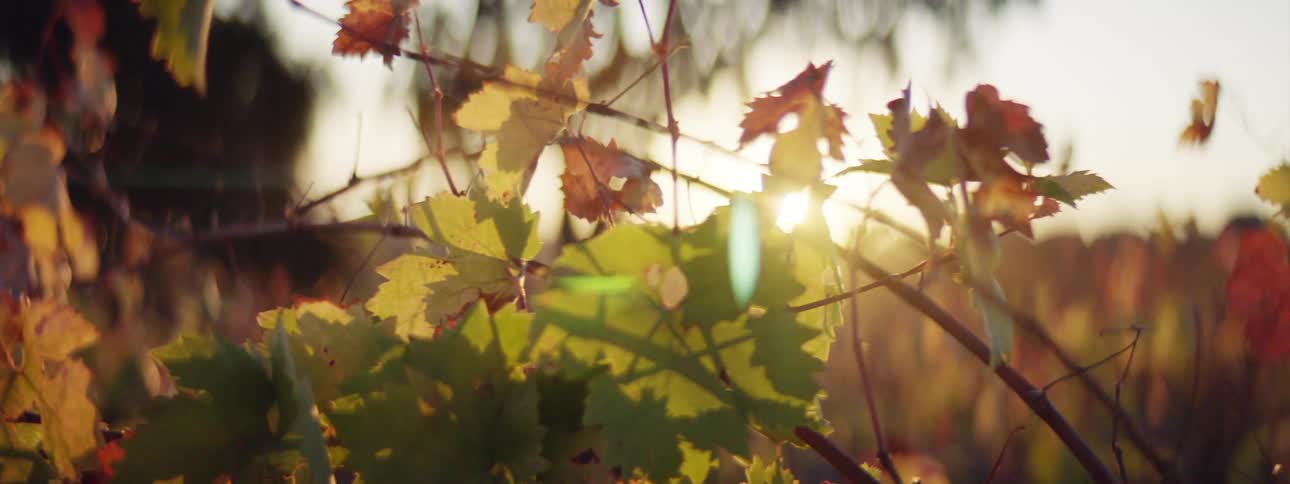 A closeup view of a grassland area in autumn is displayed