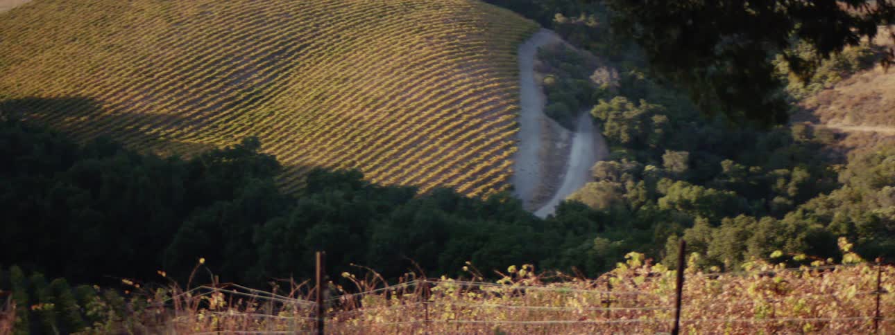 Crops on farmland