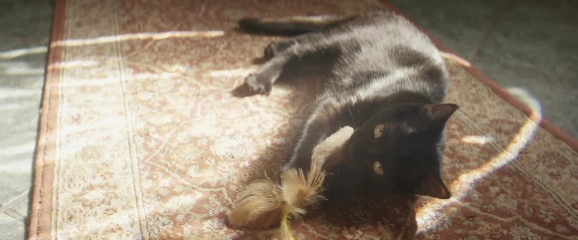 A cat plays with a feathered toy in the sunlight