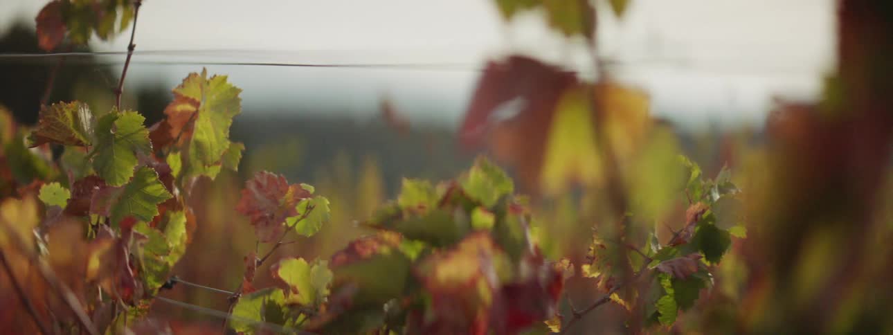 Vine leaves in the vines held by thin wire in a vineyard at sunset