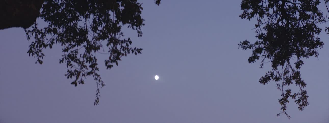 The waxing gibbous moon in the night sky seen between the branches of a tree