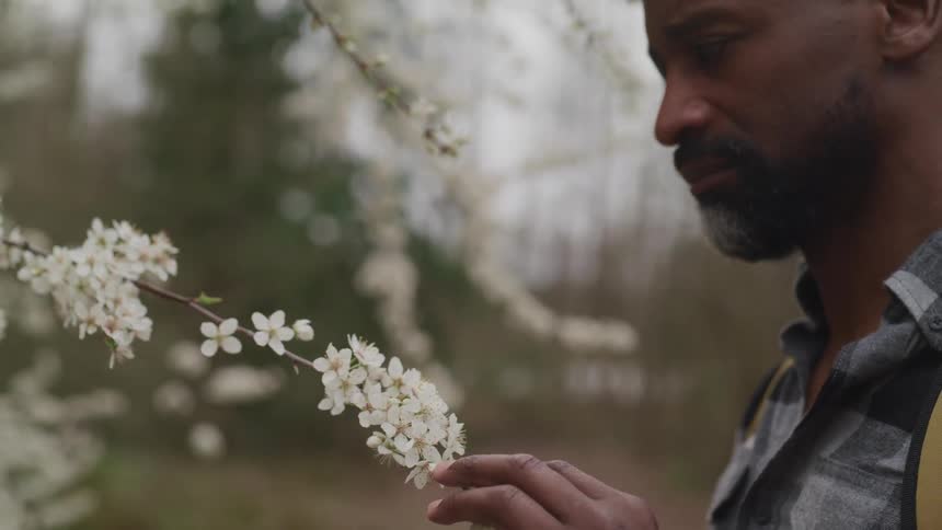 Man stands outdoors examining flowering dogwood tree
