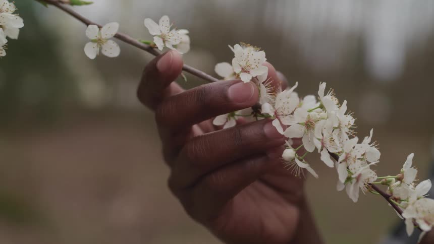A black person holds and caresses a branch with dozens of small white flowers