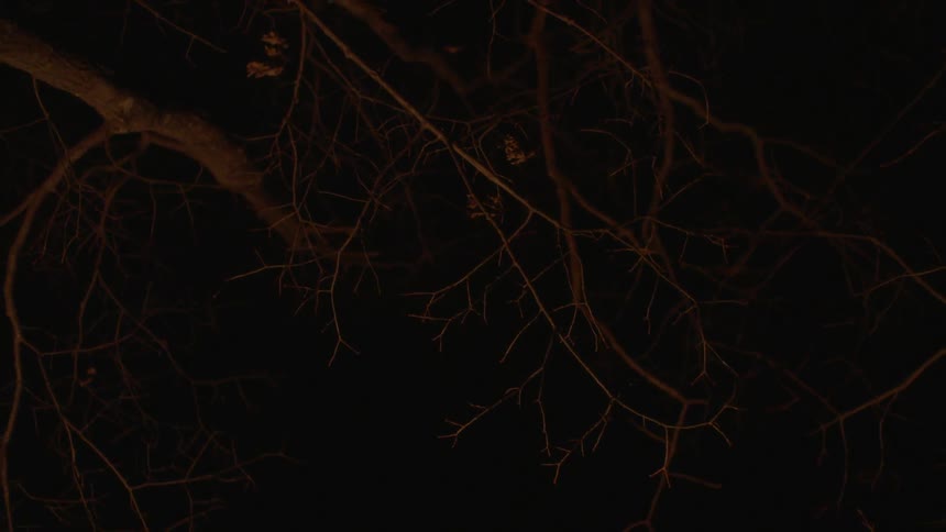 Bare tree limbs highlighted against a black sky