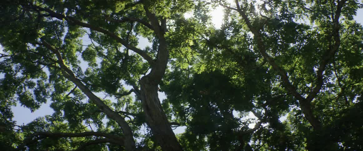 The sun is shining through the treetops above