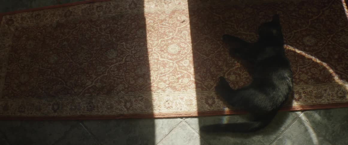 Moving shadows are cast on a black cat laying on the floor