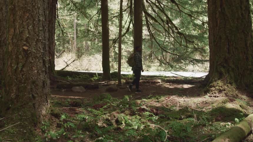 Young man wearing a backpack hikes between the tall trees on a forest