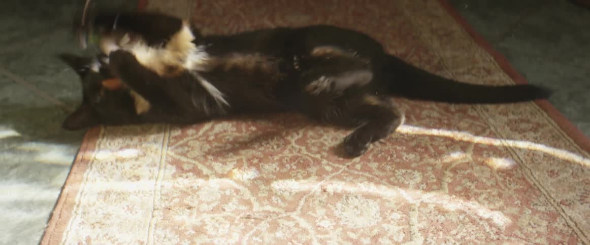 A black cat plays with a toy on a rug