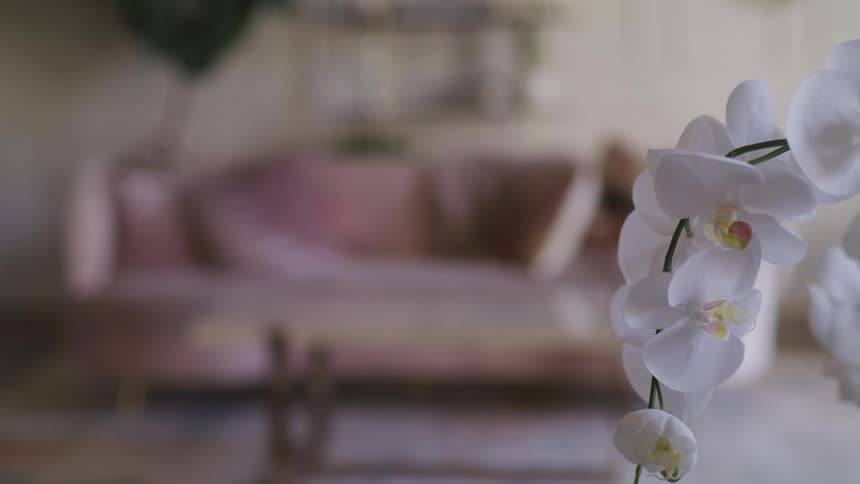 A white orchid in a living room with a sofa and coffee table