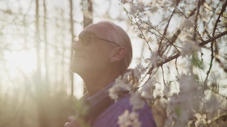 A man with gray hair pulled back in a bun looks up at the blossoming trees