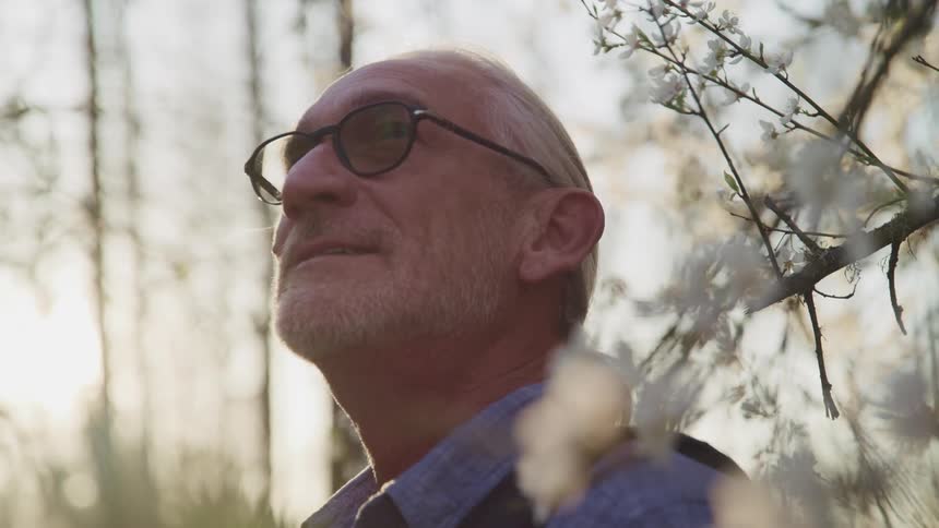 Elderly man with long hair a beard and glasses looks up under flowering trees at sunset