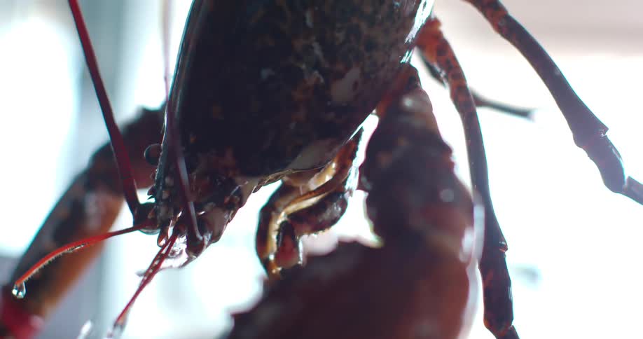 A hand pulls a lobster out of an aquarium