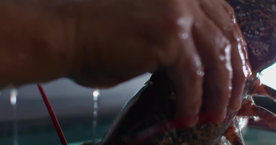 A man pulls a lobster out of a tank
