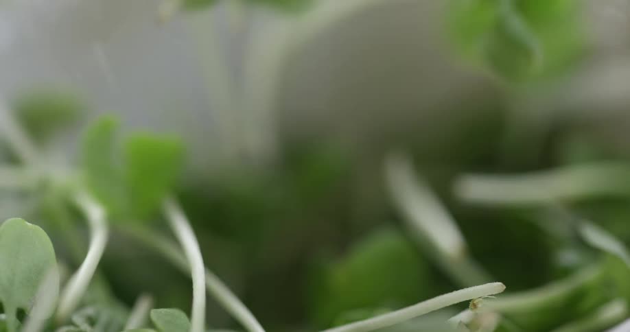 A hand picks up a pile of green leafy herbs
