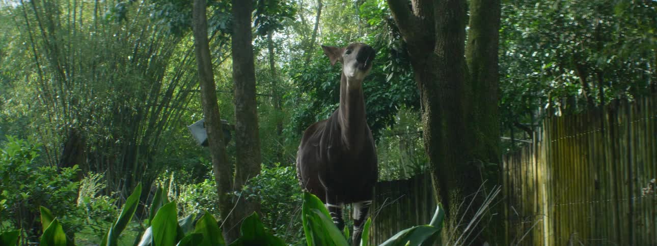 An animal grazing