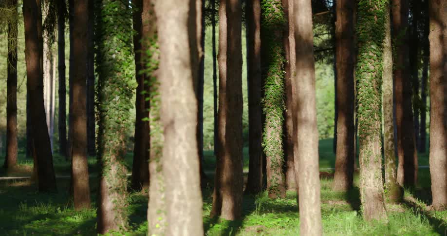 Ivy wraps around the tree trunks in the forest