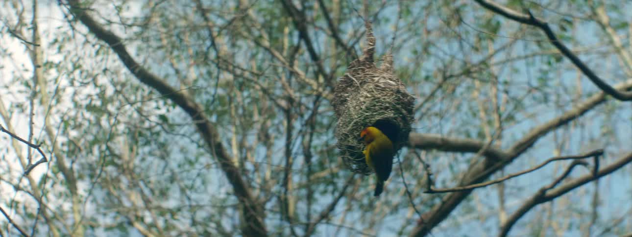 A yellow bird flies away from a nest hanging in a tree