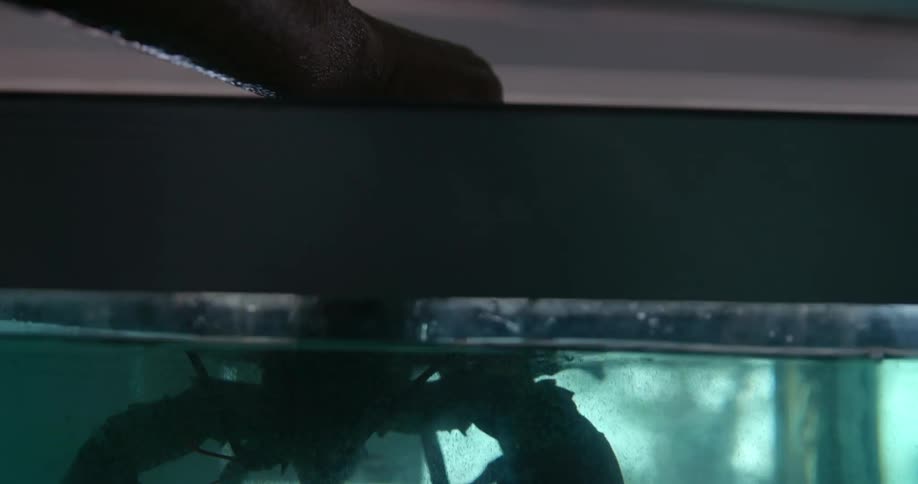 A person putting a lobster in a tank with water