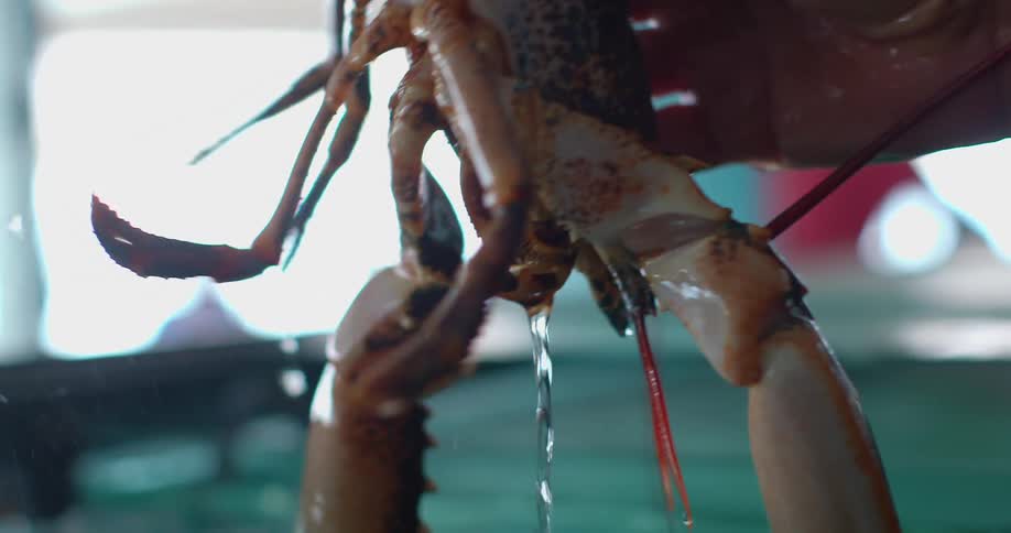 A person grabbing a lobster from a tank