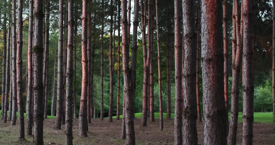 Tall thin trees in a forest on a summer day