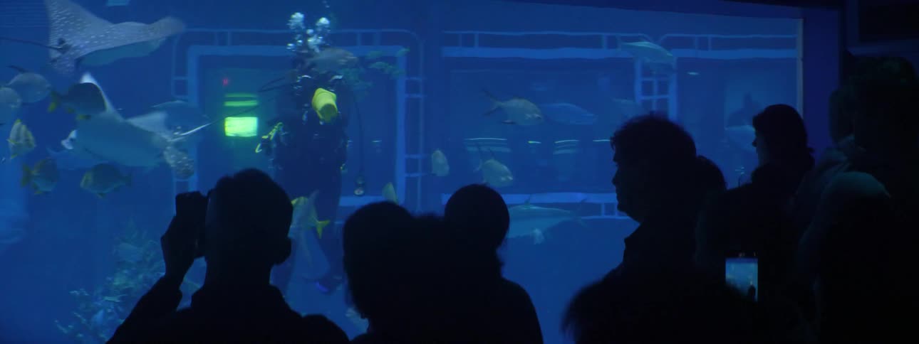 A woman in an aquarium feeds fish as a group of people watch
