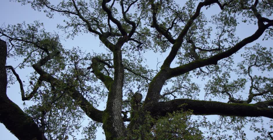 Sprawling tree canopy stands out against light blue sky