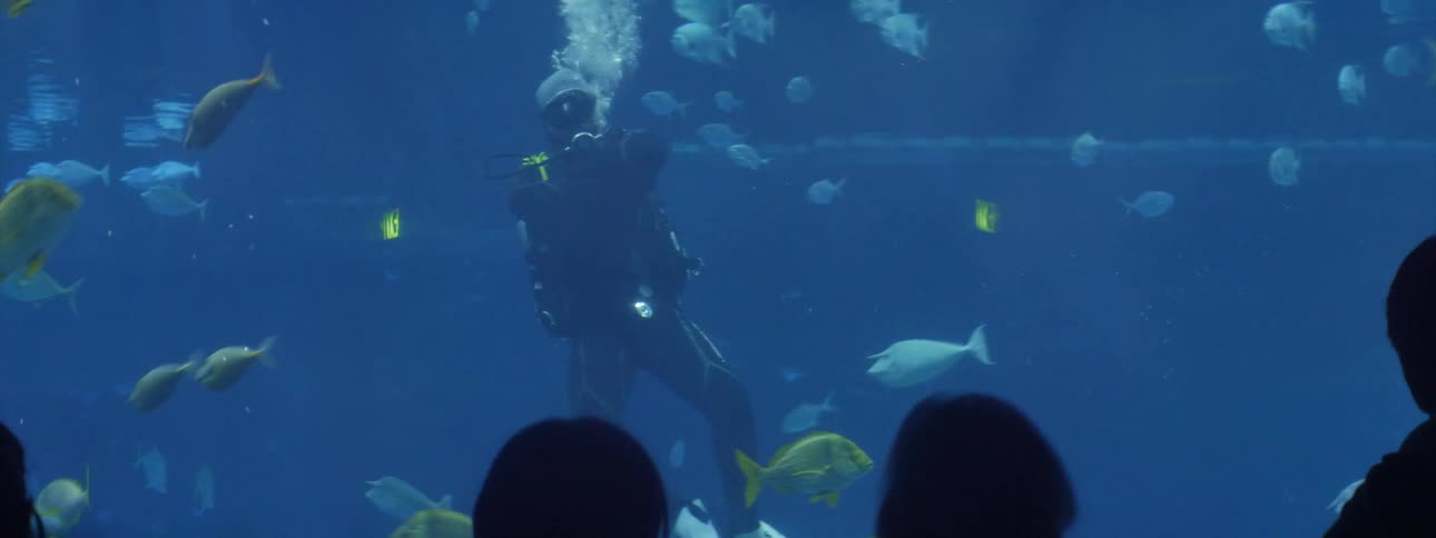 Scuba diver swims in an aquarium tank with the fishes in front of a crowd